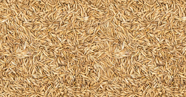 Rasensamen kaufen: Welche Saat passt zu Ihrem Garten?