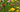 Wildblumen: Ansaat- und Pflegeanleitung