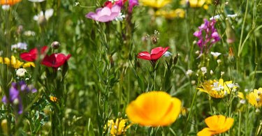 Wildblumen: Ansaat- und Pflegeanleitung