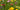 Wildblumen: Ansaat- und Pflegeanleitung