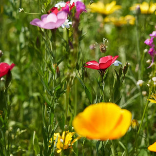 Wildblumen: Ansaat- und Pflegeanleitung