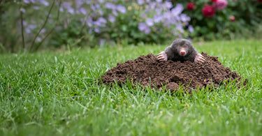 Maulwurf im Garten? So schützen Sie Ihren Rasen dauerhaft