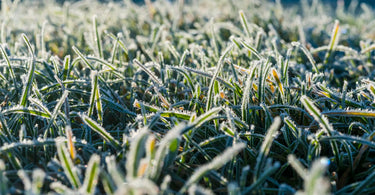 Rasenpflege im Winter - Hamburger Rollrasen Shop