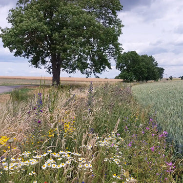 Wildblumensaat: Blühende Landschaft