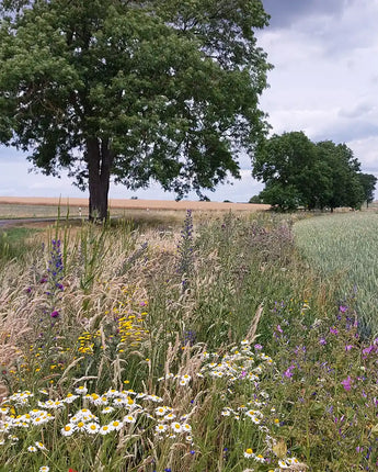 Wildblumensaat: Blühende Landschaft