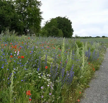 Wildblumensaat: Schmetterlings- und Wildbienensaum