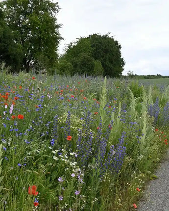 Wildblumensaat: Schmetterlings- und Wildbienensaum